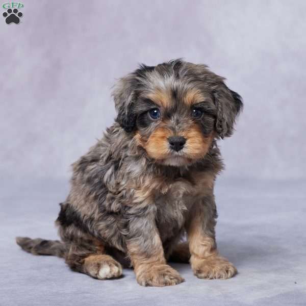 Clay, Cavapoo Puppy